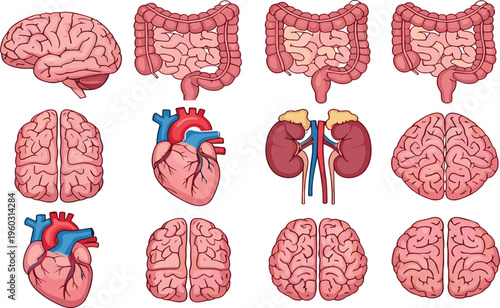 Human internal organs vector set with brain heart kidneys and intestines detailed medical anatomy illustrations isolated on white background