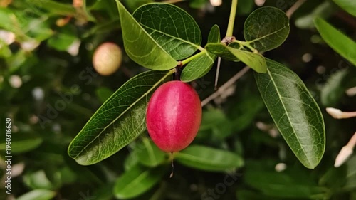 A close-up image of a cluster of bright red carissa carandas fruits hanging from branches amidst lush green foliage.