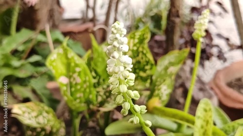 Close-up of the unique flower of Drimiopsis kirkii, also known as the Giant Squill.