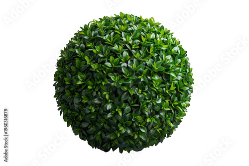 Lush green topiary ball isolated creating a natural decorative sphere for garden design and ornamental landscaping