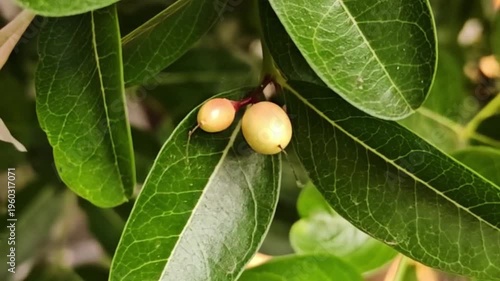 A close-up image of a cluster of bright red carissa carandas fruits hanging from branches amidst lush green foliage.
