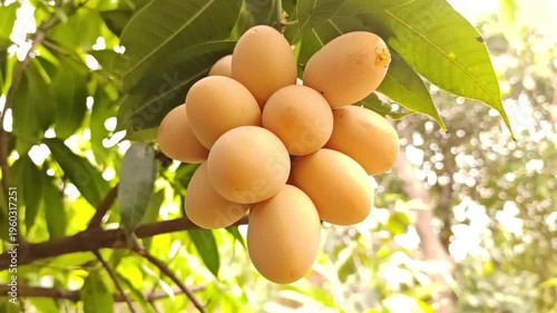 The sunlight shines brightly, causing the yellow Mariam plums to ripen on the branches.