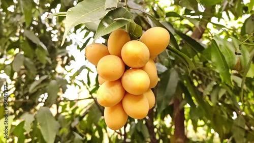 The sunlight shines brightly, causing the yellow Mariam plums to ripen on the branches.