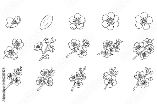Outline sakura flowers blossom set. hand drawn doodle sakura flower line icons collection. Realistic floral bloom for spring japanese or chinese design
