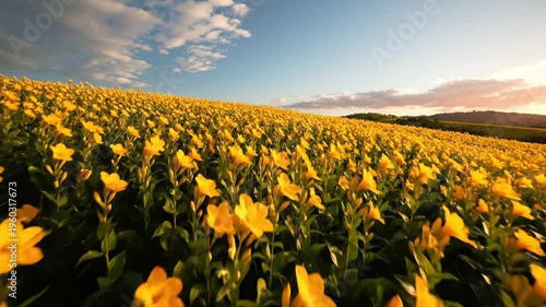 Field of bright yellow melampodium flowers basking in golden sunset light