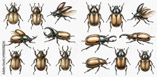 Set of various detailed beetle insects with different poses and species, isolated on transparent background.