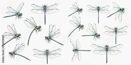 Set of watercolor dragonflies in various flying poses on a transparent background.