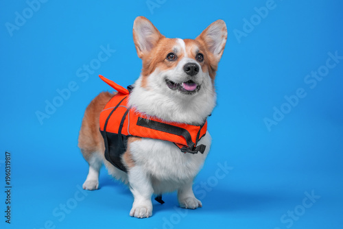 Welsh corgi wearing an orange life jacket standing on bright blue studio background, looking up with mouth open and tongue visible, cute pet safety portrait with reflective trim and wide copy space