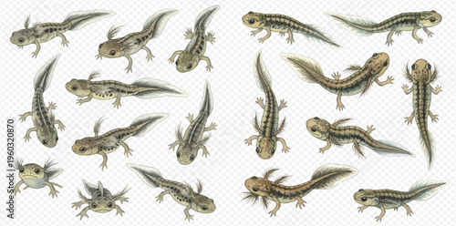 Set of newt larvae in various stages of development, showing their aquatic forms with gills and tails, isolated on a transparent background.
