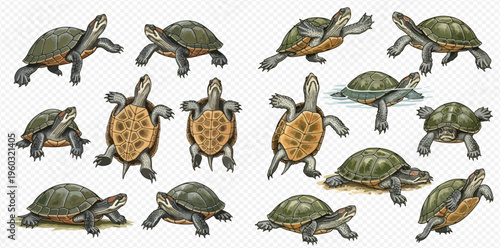 Set of various hand-drawn turtles in different poses and angles, isolated on a transparent background.