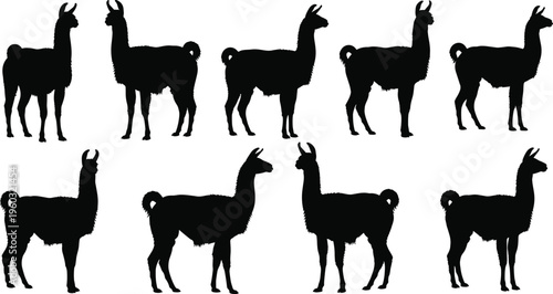 Llama and Alpaca Silhouette Vector Collection Featuring Various Standing Poses of Domesticated South American Camelids for Farm and Nature Designs
