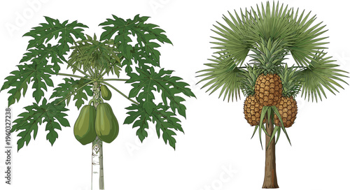 Tropical fruit tree set with papaya and palm tree with large pineapples exotic garden nature element cad drawing flat vector illustration isolated white.