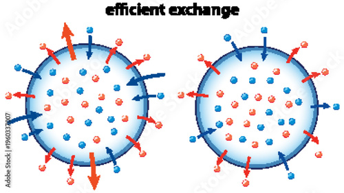 Scientific Diagram of Efficient Gas Exchange and Particle Diffusion Process