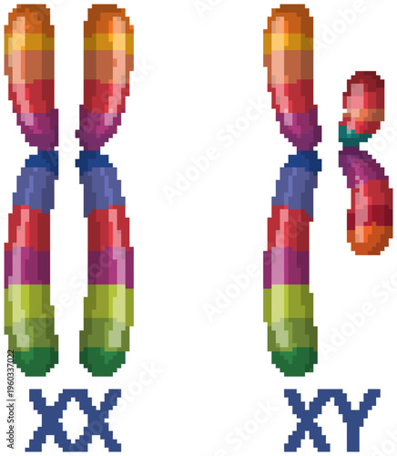 Colorful Vector Illustration of Human XX and XY Sex Chromosomes
