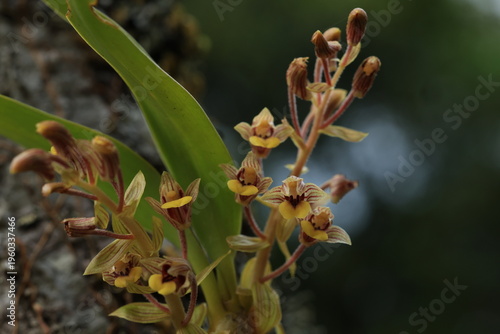 Pinalia Amica  is a species of orchid,sepals and petals buff-yellow, with red veins and yellow apices, lip pink with bright yellow apex, lateral lobes and keels red.
Phu Luang Wildlife Sanctuary.