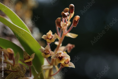 Pinalia Amica  is a species of orchid,sepals and petals buff-yellow, with red veins and yellow apices, lip pink with bright yellow apex, lateral lobes and keels red.
Phu Luang Wildlife Sanctuary.
