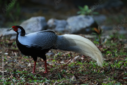 Silver Pheasant ( Lophura nycthemera) ,
the male is black and white, while the female is mainly brown. Both sexes have a bare red face and red legs.
Phu Luang Wildlife Sanctuary in Loei, Thailand.
