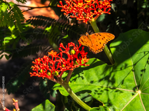 Wallpaper Mural Gulf Fritillary Butterfly (Agraulis vanillae) Pollinating Red Jatropha Flower (Jatropha integerrima). Torontodigital.ca