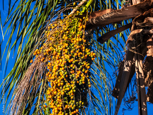 Wallpaper Mural Jerivá Palm Fruit Cluster (Syagrus romanzoffiana) on Tree Against Blue Sky in Brazil  Torontodigital.ca