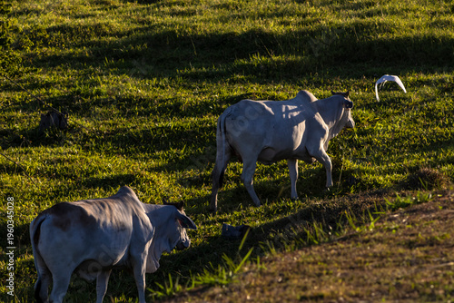 Wallpaper Mural Zebu Nellore cow in the pasture area of a beef cattle farm in Brazil Torontodigital.ca