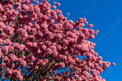 Wallpaper Mural Pink Ipe with scientific name Handroanthus heptaphyllus in Brazil. Close up of beautiful Pink Trumpet Tree , Tabebuia rosea in full bloom Torontodigital.ca