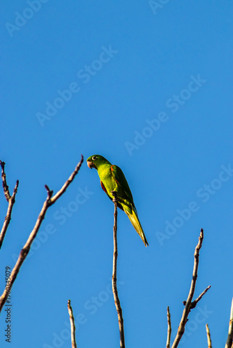 Wallpaper Mural maritacas (Pionus) or brazilian parrots landed on a dry tree in Brazil Torontodigital.ca
