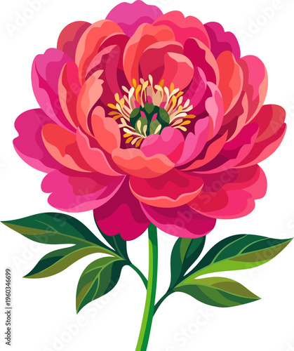 Large pink peony flower with green leaves and stem