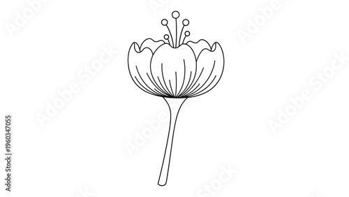 Delicate black and white line art of a flower bud or blossoms on a slender stem with fine details on the petals and stamens on white.