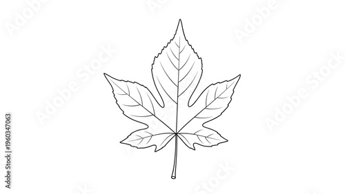 Detailed outline of a maple leaf with clearly visible veins is isolated on a white background for educational or artistic use.