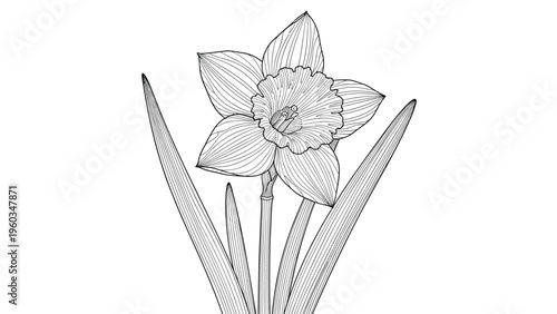 Detailed hand-drawn illustration of a single narcissus flower with its long leaves in a vintage engraving style on a clean white background.