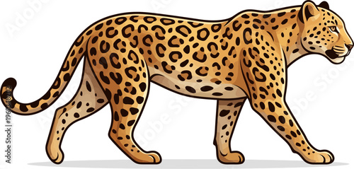 Roaming leopard wild cat vector illustration