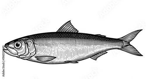 Vintage engraving illustration of a herring fish, hand drawn style