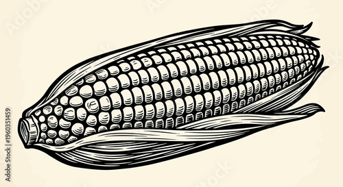 Vintage engraving style illustration of an ear of corn with husks