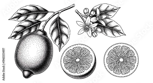 Lemon fruit with leaves, flowers and slices, hand drawn botanical illustration