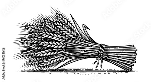 Hand drawn wheat sheaf vector illustration of cereal crops, bunch of golden wheat ears, harvest concept, engraving style