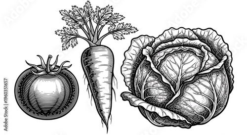 Set of hand drawn vegetables including tomato, carrot and cabbage