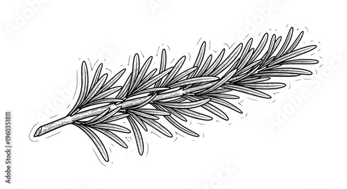 Hand drawn rosemary sprig botanical sketch of aromatic herb vector illustration of rosemary branch for culinary, medicinal, or cosmetic design