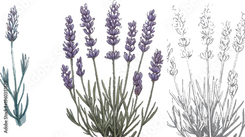 Lavender Delight: Artistic depiction of a fragrant lavender plant in various stages of growth, capturing its elegance, beauty, and essence.