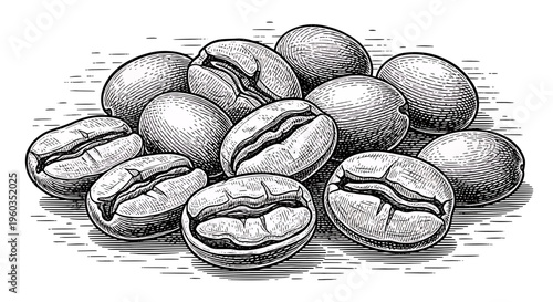 Engraving illustration of a pile of roasted coffee beans