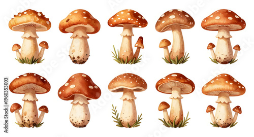 mushroom, fungi, toadstool, nature, forest, woodland, plant, botanical, organic, wild, edible, toxic, poison, cap, stem, gills, spore, mycology, autumn, fall, natural, eco, environment, garden, illust