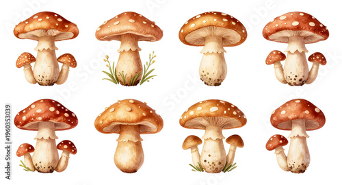 mushroom, mushrooms, fungi, fungus, toadstool, nature, forest, woodland, plant, botanical, organic, wild, edible, toxic, poison, cap, stem, gills, spore, mycology, autumn, fall, natural, eco, environm