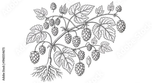 Hand drawn hop plant with cones and leaves botanical illustration of humulus lupulus, vintage engraving style