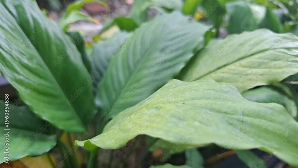 Obraz premium Broad Green Leaves of a Houseplant