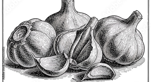 Vintage style engraving illustration of garlic bulbs and cloves, black and white ink drawing