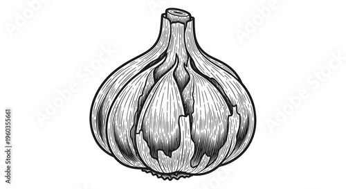 Hand drawn garlic bulb