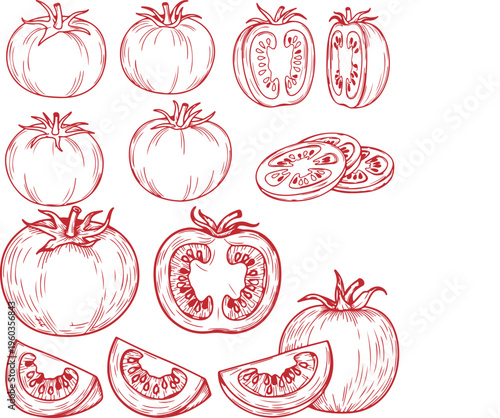 Tomato Set Outline Sketch Vector Illustration – Hand Drawn Food Elements