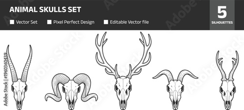 Animal skulls set, deer, ram, antelope skull illustrations collection, vintage engraved style vector isolated on white background for design