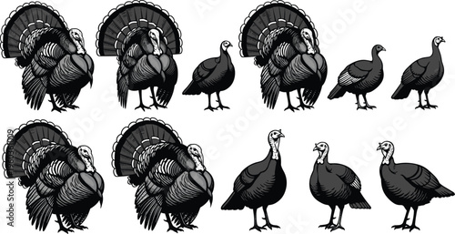 Vintage engraving style turkey illustration set, wild turkeys in various poses for Thanksgiving and harvest holiday nature vector design elements,
