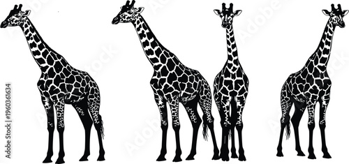 Vintage Hand Drawn Woodcut Illustration of African Giraffes in Various Poses, Detailed Spotted Wildlife Animal Sketches Isolated on White Background