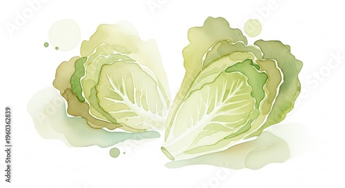 Delicate Watercolor Illustration of Chinese Cabbage with Soft Pale Colors